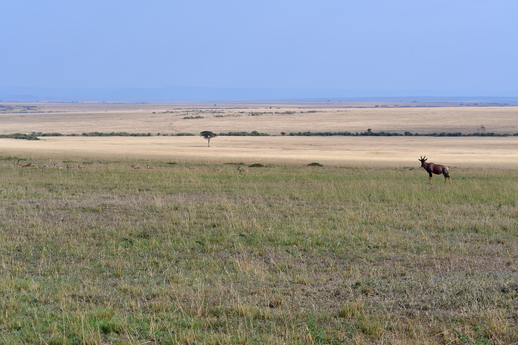 Masai Mara Nat. Reserve